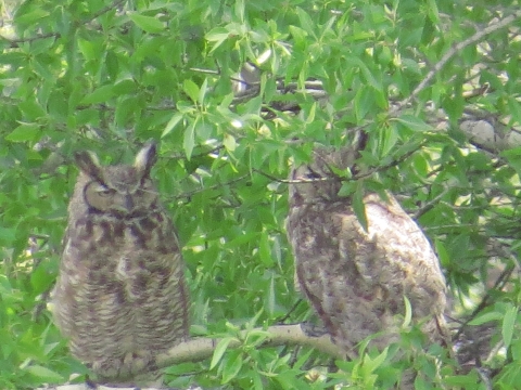 Great horned Owls