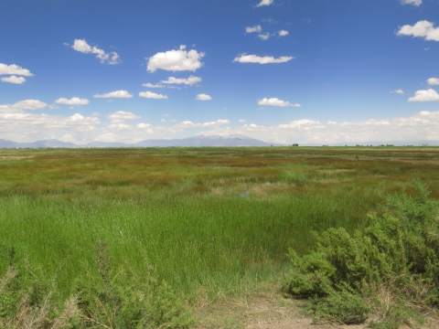 Wet Meadow on Monte Vista NWR