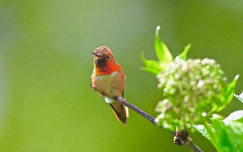A male rufous hummingbird sits on a twig. 