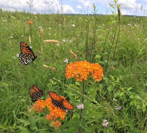 Three orange-and-black butterflies in a meadow with orange flowers