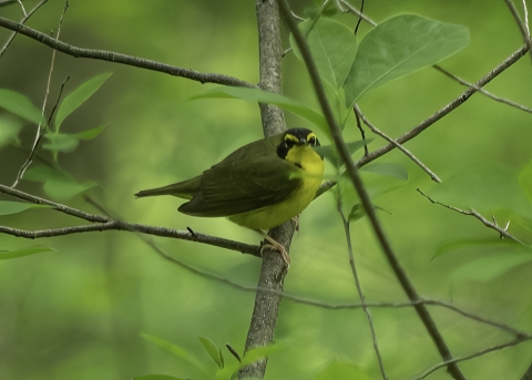 a Kentucky warbler sits on a tree branch