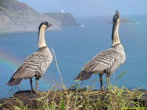 Two large geese in foreground stand overlooking large body of water, with rocks or mountains in distance.