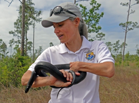 A young eastern indigo snake wraps itself around Michele Elemore's arms before she releases it at the Apalachicola Bluffs and Ravines Preserve in the Florida Panhandle. She is the species' recovery coordinator for the U.S. Fish and Wildlife Service.