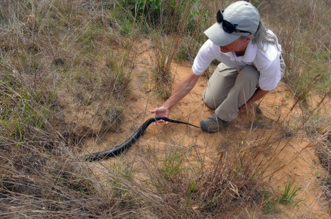 Michele Elmore kneels on a sandy gopher tortoise apron while guiding an eastern indigo snake into the burrow. 