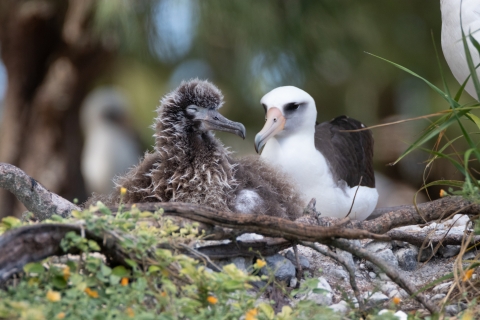 Laysan albatross rests with its chick on a rocky nest at on Midway Atoll Natinonal Wildlife Refuge