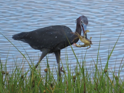 Long-legged little blue heron wading in blue water with a blue crab dangling from the heron's bill