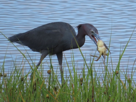 Long-legged little blue heron standing in blue water holding a large blue crab in its long bill.