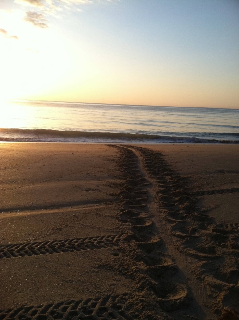 Loggerhead sea turtle tracks are bisected with tire tracks on a beach in the sunset