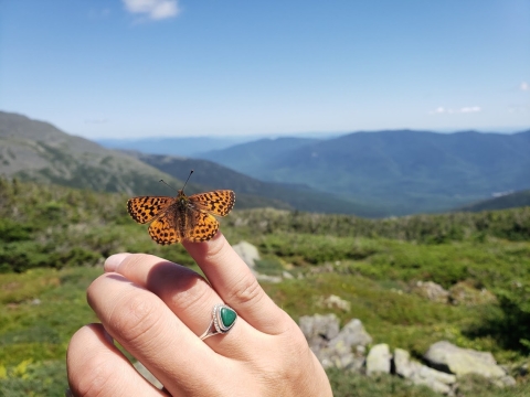 A small orange-and-black butterfly perched on someone's hand with mountains in the distance