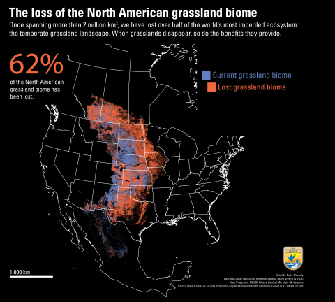 Most of the current range of the grassland biome resides in eastern Montana, western North and South Dakota, Nebraska, eastern Colorado and New Mexico, and central Mexico. Lost grassland habitat covers central Canada, Montana, eastern North and South Dakota, western Minnesota, Iowa, eastern Nebraska, Kansas, northern Missouri, Oklahoma, and Texas.