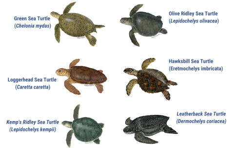 Artistic renderings of six sea turtle species found in U.S. waters, with their common and scientific names alongside each image.
