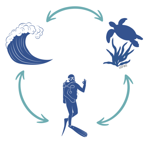 A graphic, showing an ocean wave, a turtle and sea grass, and a scuba diver connected in a circle by double-headed arrows.