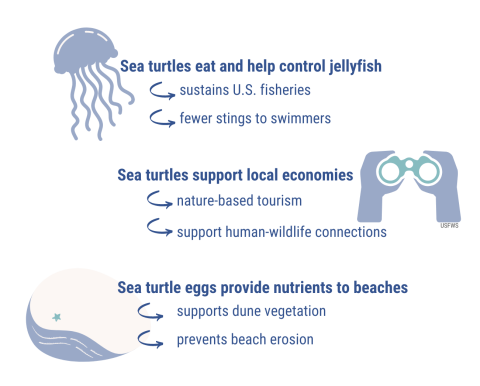 A graphic with mixed icons and text, reading: "Sea turtles eat and help control jellyfish, which sustains U.S. fisheries and fewer stings to swimmers. Sea turtles support local economies, which supports nature-based tourism and human-wildlife connections. Sea turtle eggs provide nutrients to beaches, supporting dune vegetation and preventing beach erosion." 