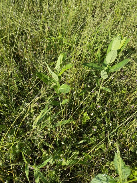 Two milkweed plants growing among meadow at Delaware National Guard site