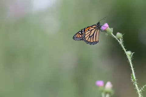 An orange-and-black butterfly feeds from a purple thistle