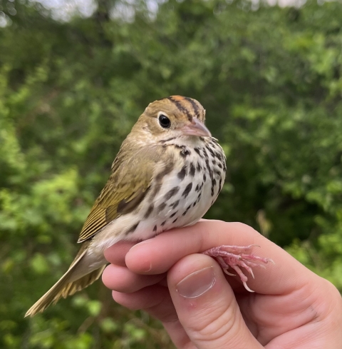 Ovenbirds sits calmly in bander's hand 