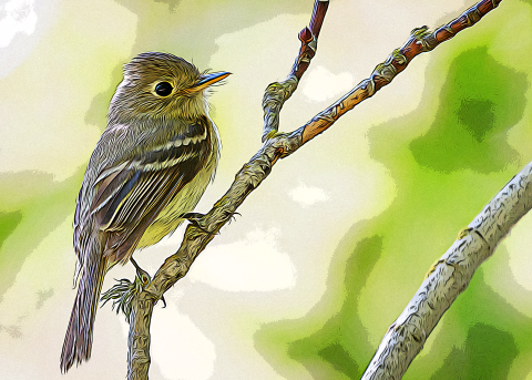 Artistic photo of a Pacific-slope flycatcher sitting on a branch
