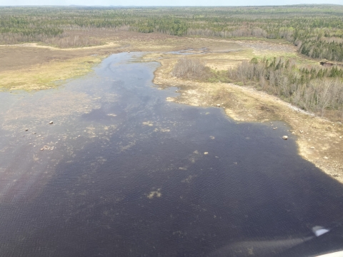 aerial view of wetlands and forest