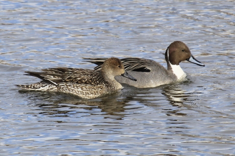 Northern pintails on water