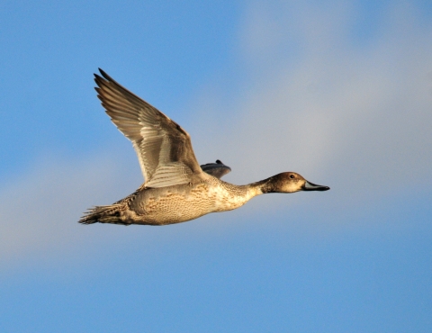 Northern pintail hen flying