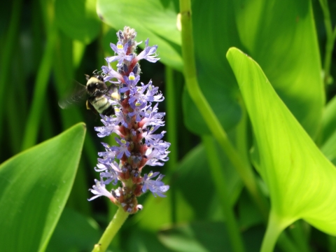 Purple stand of Pickerelweed flower with bee, surrounded by large bright green leaves