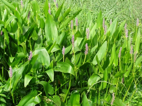 A field of bright green Pickerelweed with purple stands of flowers