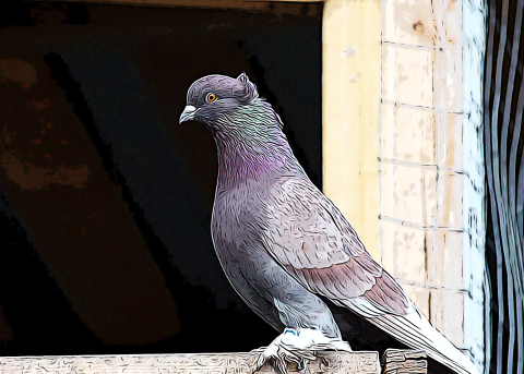 Artistic photo of a rock pigeon sitting on a ledge