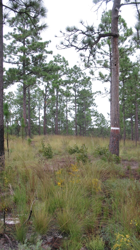 A stand of pine trees in a grassy area