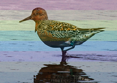 Artistic photo of red knot standing in water with semi-transparent rainbow in background