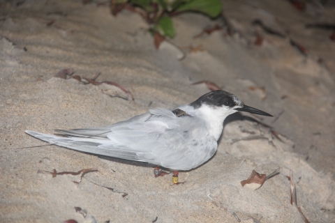 A gray bird with a black head and white throat stands in sand. It has a tiny box on its back.