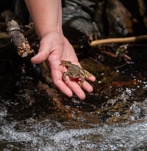 a tan and black speckled frog jumps from a biologist's hand into a bubbling creek