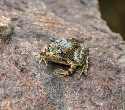 a tan and black speckled frog sits on a rock