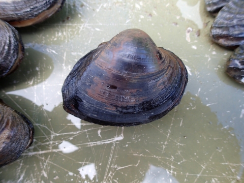 Southern Elktoe from the Apalachicola River