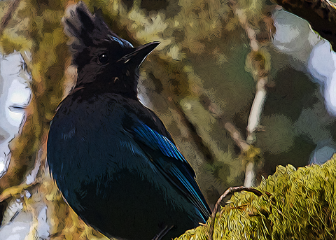 Artistic photo of Steller's jay sitting in a tree