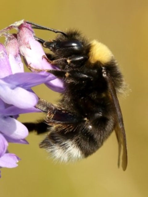 A Western bumble bee sits on top of a purple flower