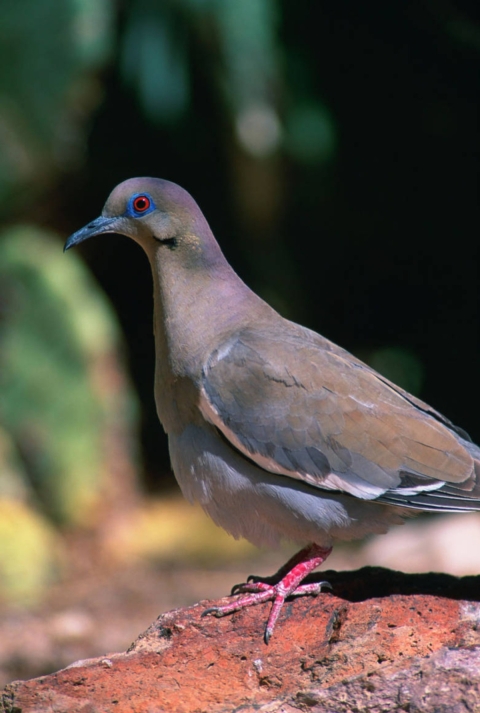 White-winged dove on a rock