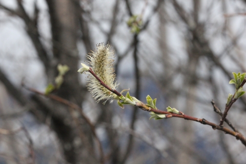 A willow flower in bloom. 