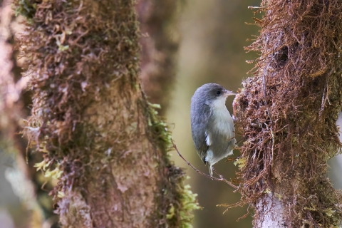 'Akikiki bird with white belly and blue-grey feathers rests on tree. 