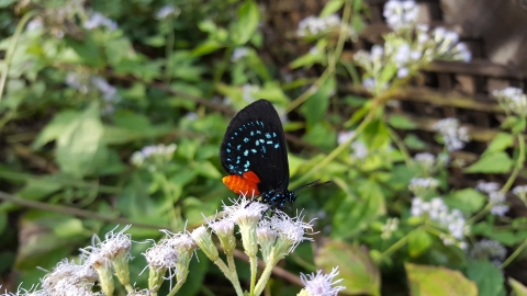 A black and red butterfly sips nectar from a small flower.
