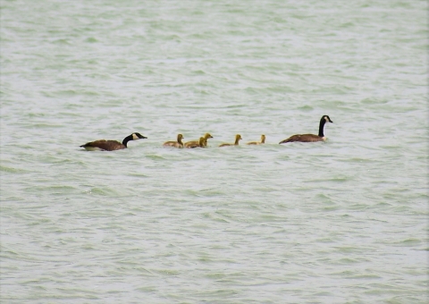 2 adult geese and their goslings swim in the water