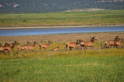 Running elk herd with a large bull and smaller baby