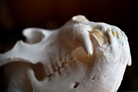 Close up of a brown bear skull highlighting its teeth. 
