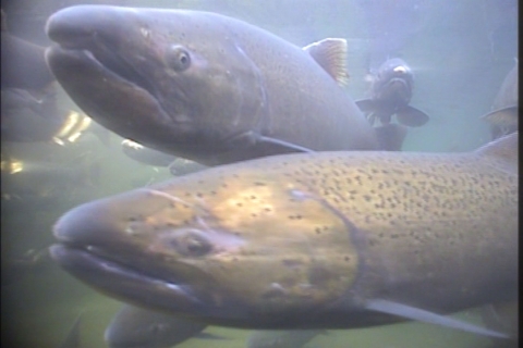 a underwater view of 2 adult chinook salmon