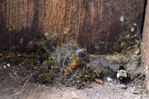 A yellow and black bumble bee with a black spot on its back is on the right side of a bird box. In the middle of the wooden rectangle bird box is a piled nest of chickadee feathers and bright green moss.