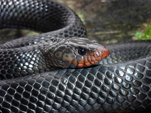 A closeup portrait of a female eastern indigo snake shows the iridescent black scales with a coral hue tinting her jaw and nose. 