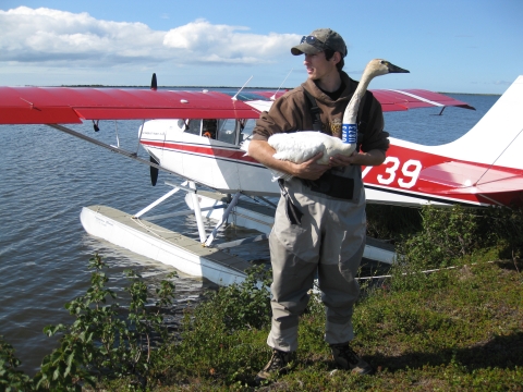 man holding a banded swan next to a floatplane