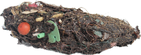Albatross bolus with large pieces of plastic