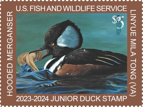2023-2024 Junior Duck Stamp featuring a hooded merganser painted by Mila Linyue Tong from Virginia. (c) USFWS 