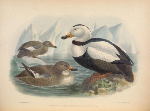 An old illustration of three ducks