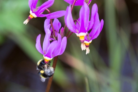 a black and yellow bee dangling from a group of purple flowers